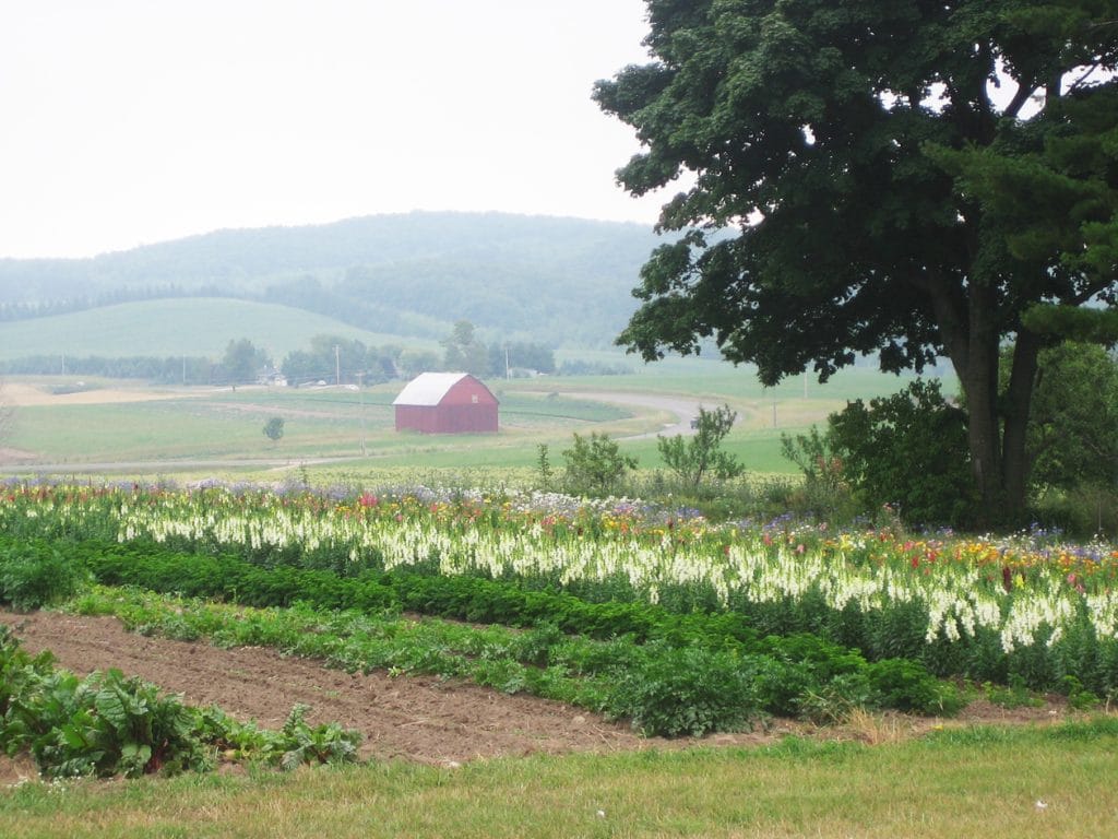 Red Barn in rolling farmland up north in Michigan