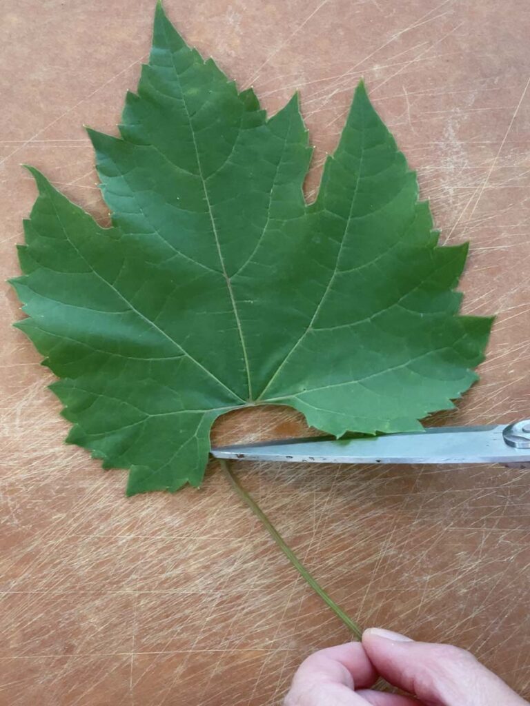 The stem of a grape leaf trimmed with scissors on a cutting board
