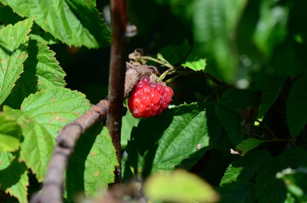 A raspberry on the bush