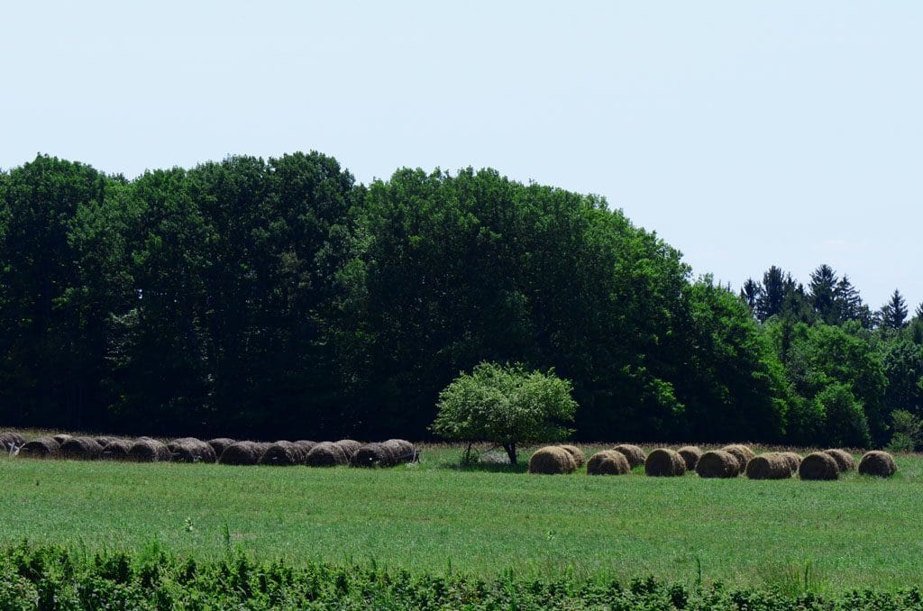 raspberry picking fields