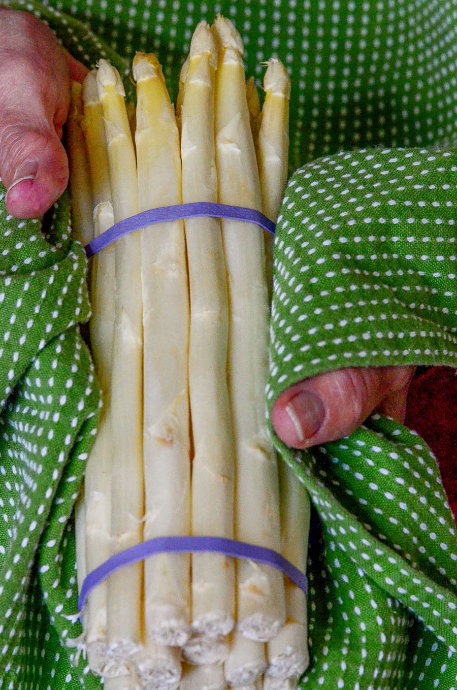White asparagus with purple rubber bands in a green and white towel with two hands holding it