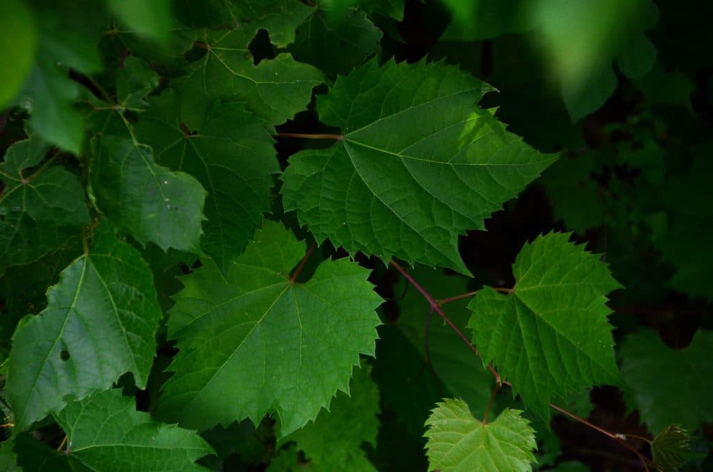 Grape leaves on the vine