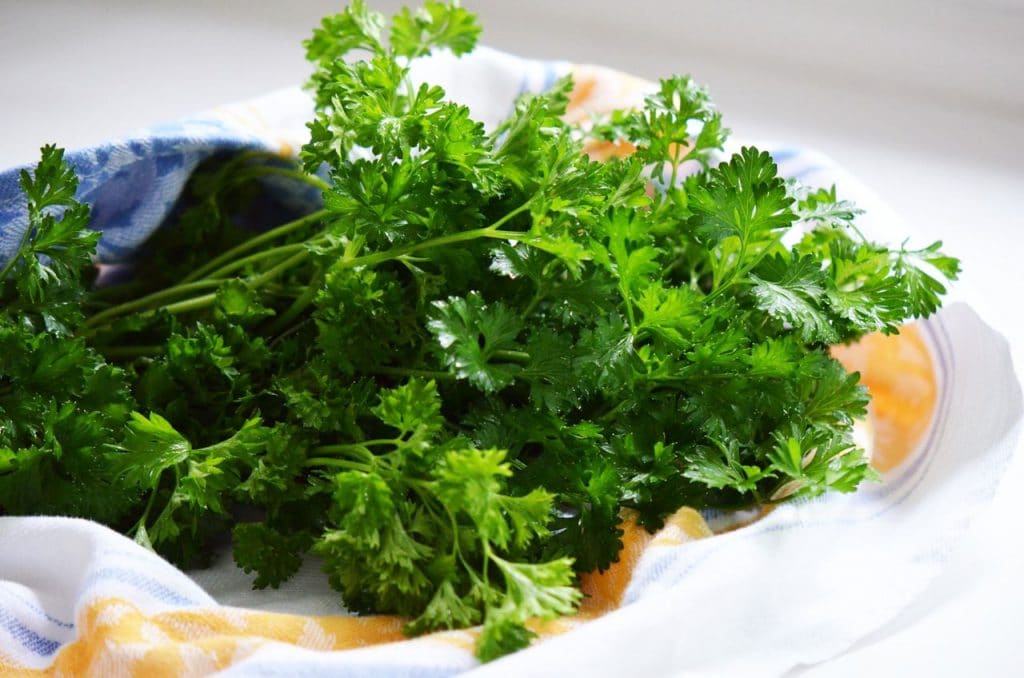 Green parsley bunch in a white and yellow towel