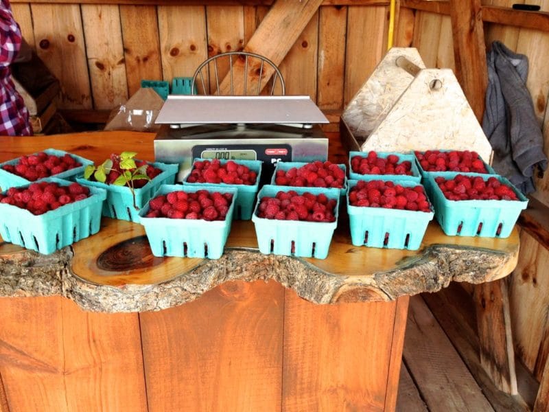 Raspberry stand, Maureen Abood