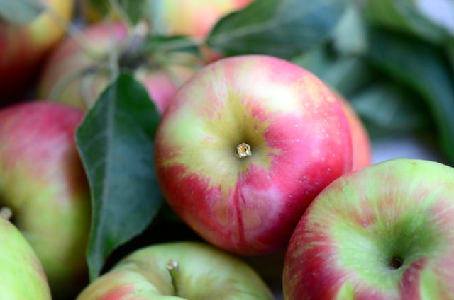 Honeycrisp apples, Maureen Abood