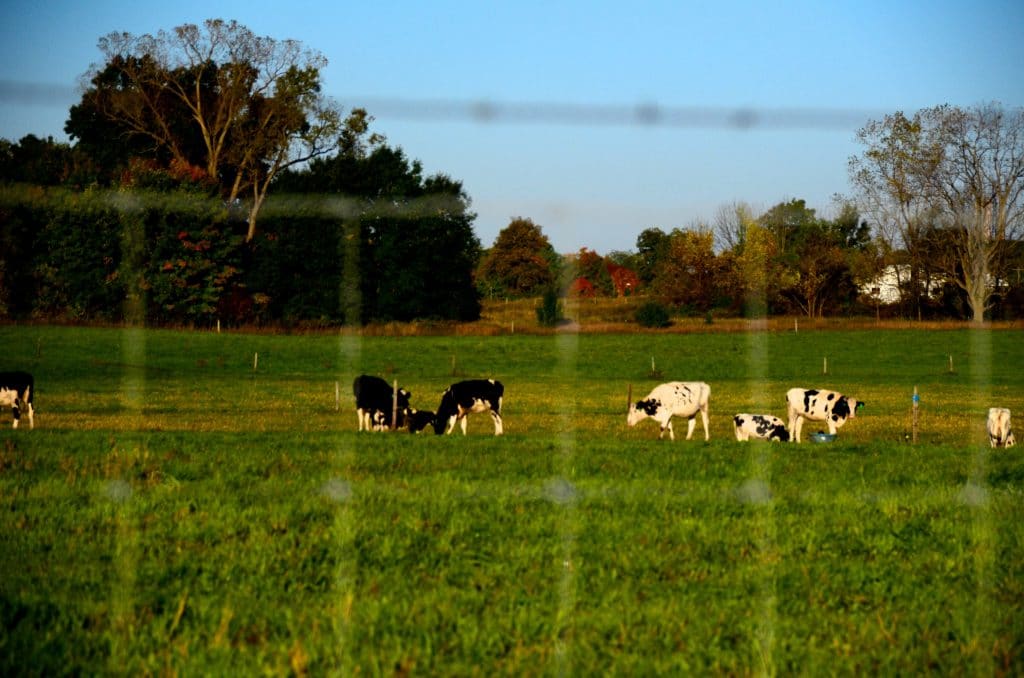 Cows in the field at MSU, Maureen Abood
