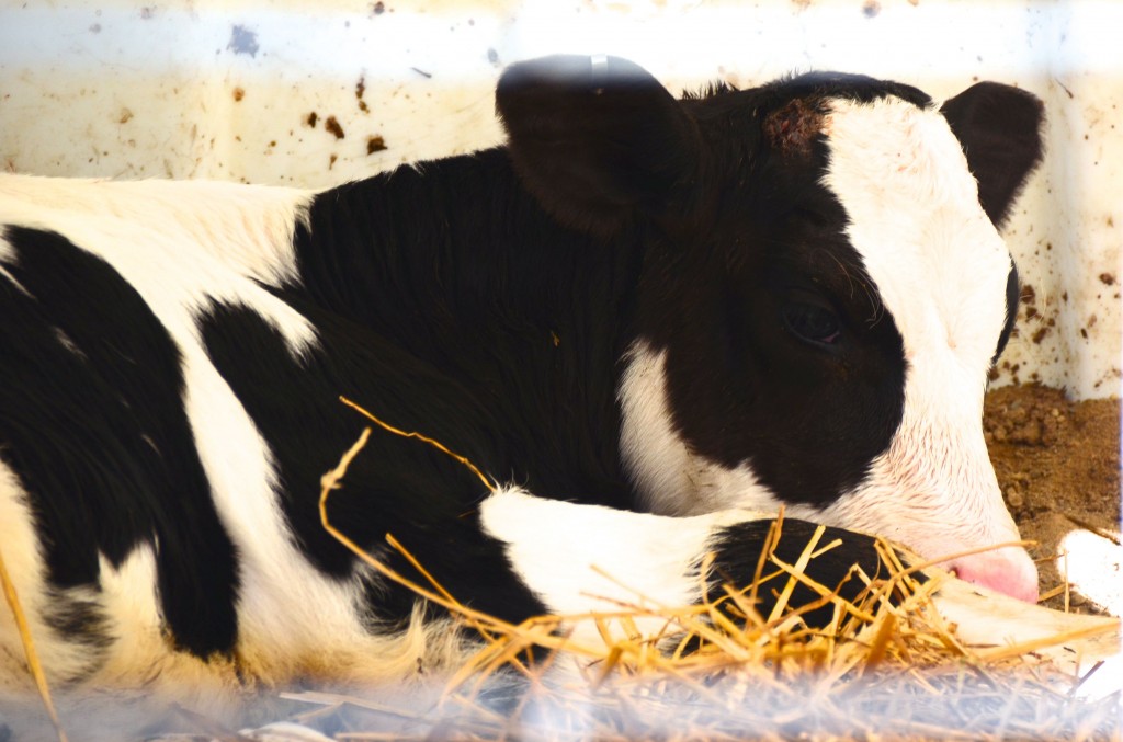 Dairy calf, Maureen Abood