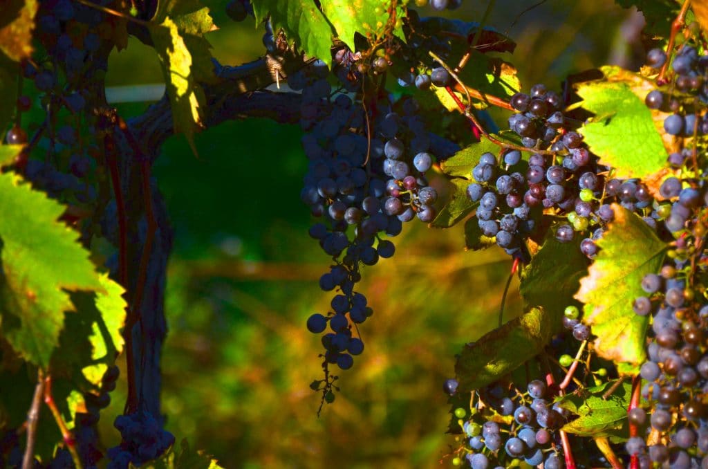 Grapes at MSU, Maureen Abood