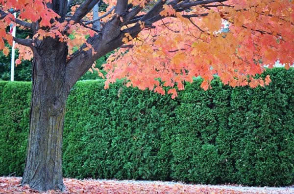 Harbor Springs fall tree POST fb