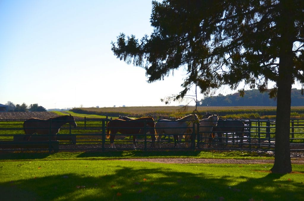 Horse Farm MSU 2, Maureen Abood