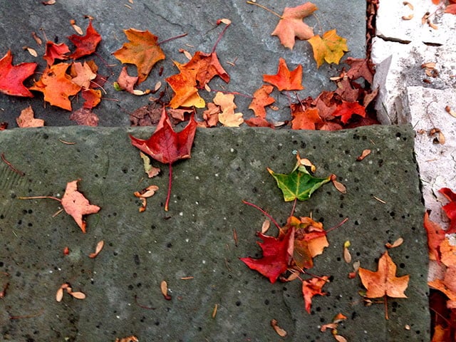 Leaves-on-step,-Maureen-Abo