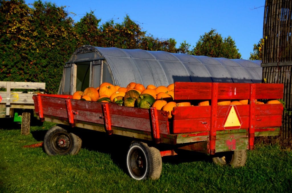 Pumpkin wagon MSU, Maureen Abood
