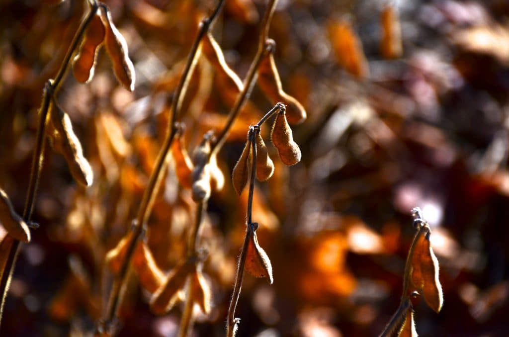 Soybeans, Maureen Abood