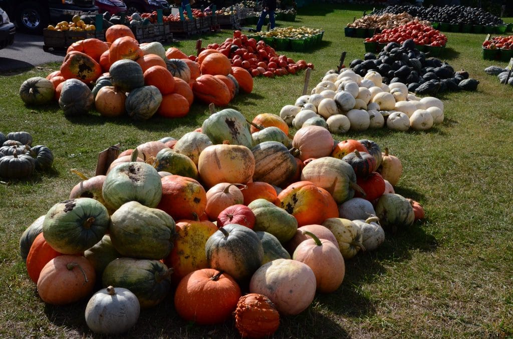 Michigan Pumpkins, Maureen Abood