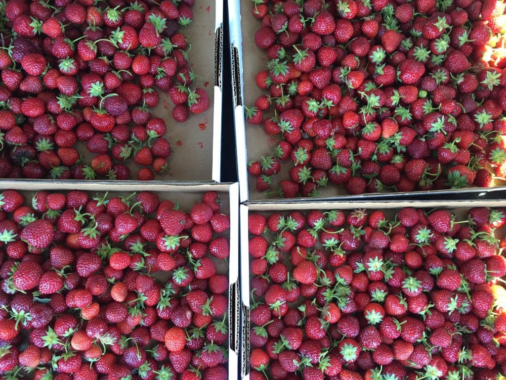 Strawberry baskets, MaureenAbood.com