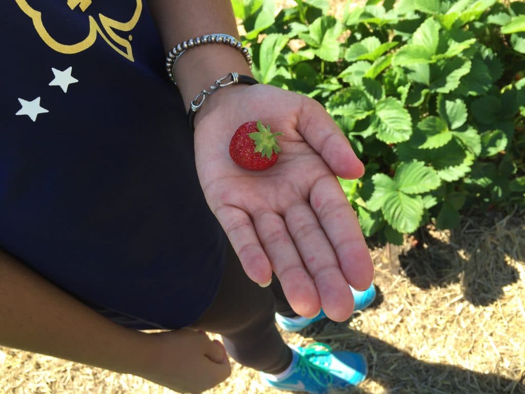 Strawberry in hand, MaureenAbood.com