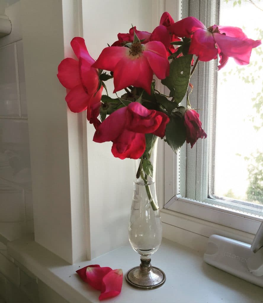 Pink roses in a small silver bud vase sitting on a white windowsill