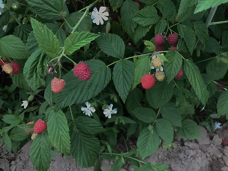 Raspberry bushes with fruit and flowers, Maureen Abood