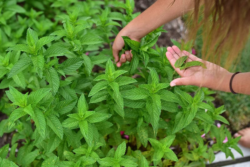 Mint in the garden with little hands picking it, Maureen Abood.com