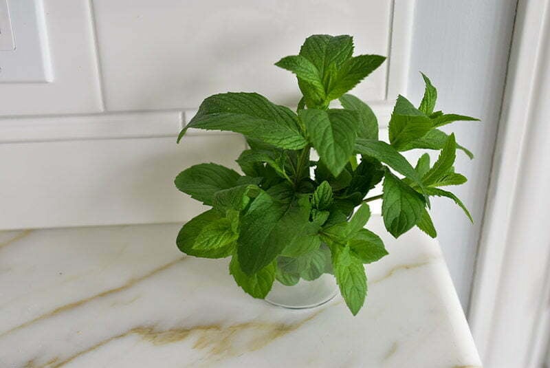 Bunch of mint in a cup on the counter