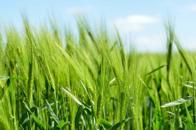 Green wheat field with blue sky